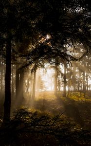Превью обои лес, деревья, лучи солнца