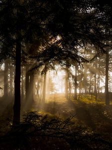 Превью обои лес, деревья, лучи солнца