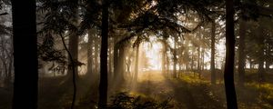 Превью обои лес, деревья, лучи солнца
