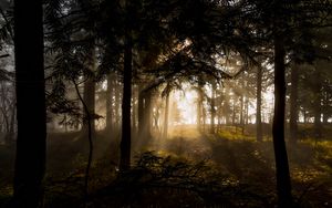 Превью обои лес, деревья, лучи солнца