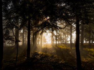 Превью обои лес, деревья, лучи солнца