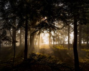Превью обои лес, деревья, лучи солнца