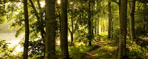 Превью обои лес, деревья, лучи солнца, тропинка