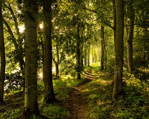 Превью обои лес, деревья, лучи солнца, тропинка