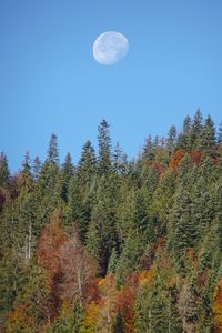 Превью обои лес, деревья, луна, небо, природа