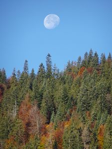 Превью обои лес, деревья, луна, небо, природа