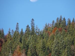 Превью обои лес, деревья, луна, небо, природа