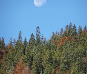 Превью обои лес, деревья, луна, небо, природа