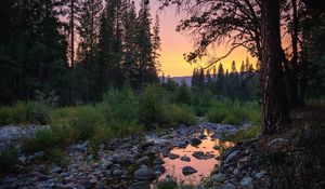 Превью обои лес, деревья, лужа, камни, закат, природа