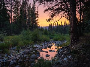 Превью обои лес, деревья, лужа, камни, закат, природа