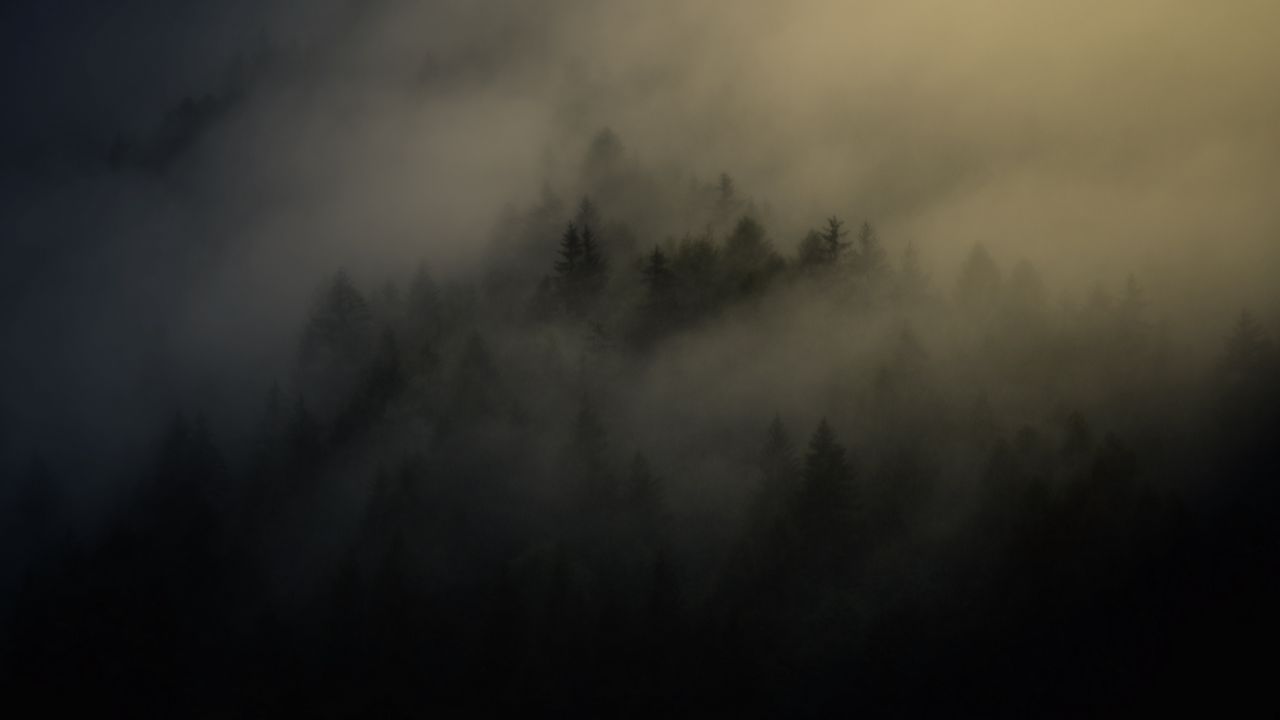 Обои лес, деревья, мгла, туман, ночь