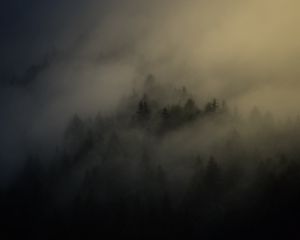 Превью обои лес, деревья, мгла, туман, ночь