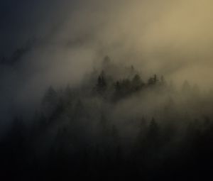 Превью обои лес, деревья, мгла, туман, ночь