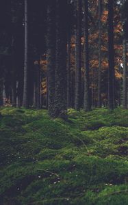 Превью обои лес, деревья, мох, темный
