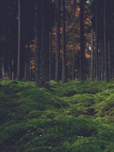 Превью обои лес, деревья, мох, темный