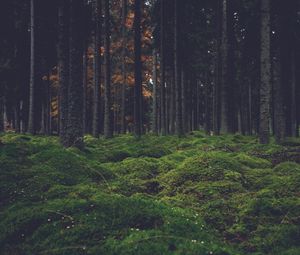 Превью обои лес, деревья, мох, темный