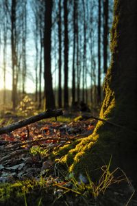 Превью обои лес, деревья, мох, палки, листья