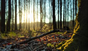 Превью обои лес, деревья, мох, палки, листья