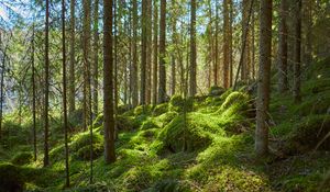 Превью обои лес, деревья, мох, растения, зеленый, природа