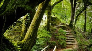 Превью обои лес, деревья, мох, лестница, природа, зеленый