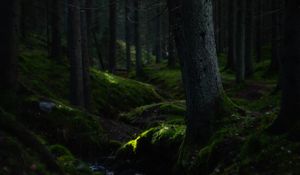 Превью обои лес, деревья, мох, холмы, природа, зеленый