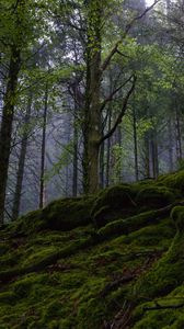 Превью обои лес, деревья, мох, природа, пейзаж, зеленый