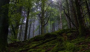 Превью обои лес, деревья, мох, природа, пейзаж, зеленый