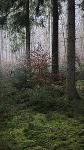 Превью обои лес, деревья, мох, туман, природа, осень