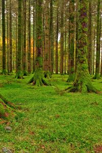 Превью обои лес, деревья, мох, зеленый, тропа, камешки