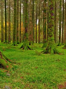 Превью обои лес, деревья, мох, зеленый, тропа, камешки