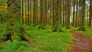 Превью обои лес, деревья, мох, зеленый, тропа, камешки