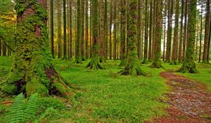 Превью обои лес, деревья, мох, зеленый, тропа, камешки