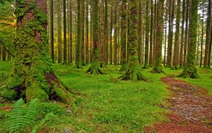 Превью обои лес, деревья, мох, зеленый, тропа, камешки