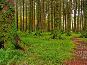 Превью обои лес, деревья, мох, зеленый, тропа, камешки