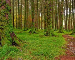 Превью обои лес, деревья, мох, зеленый, тропа, камешки