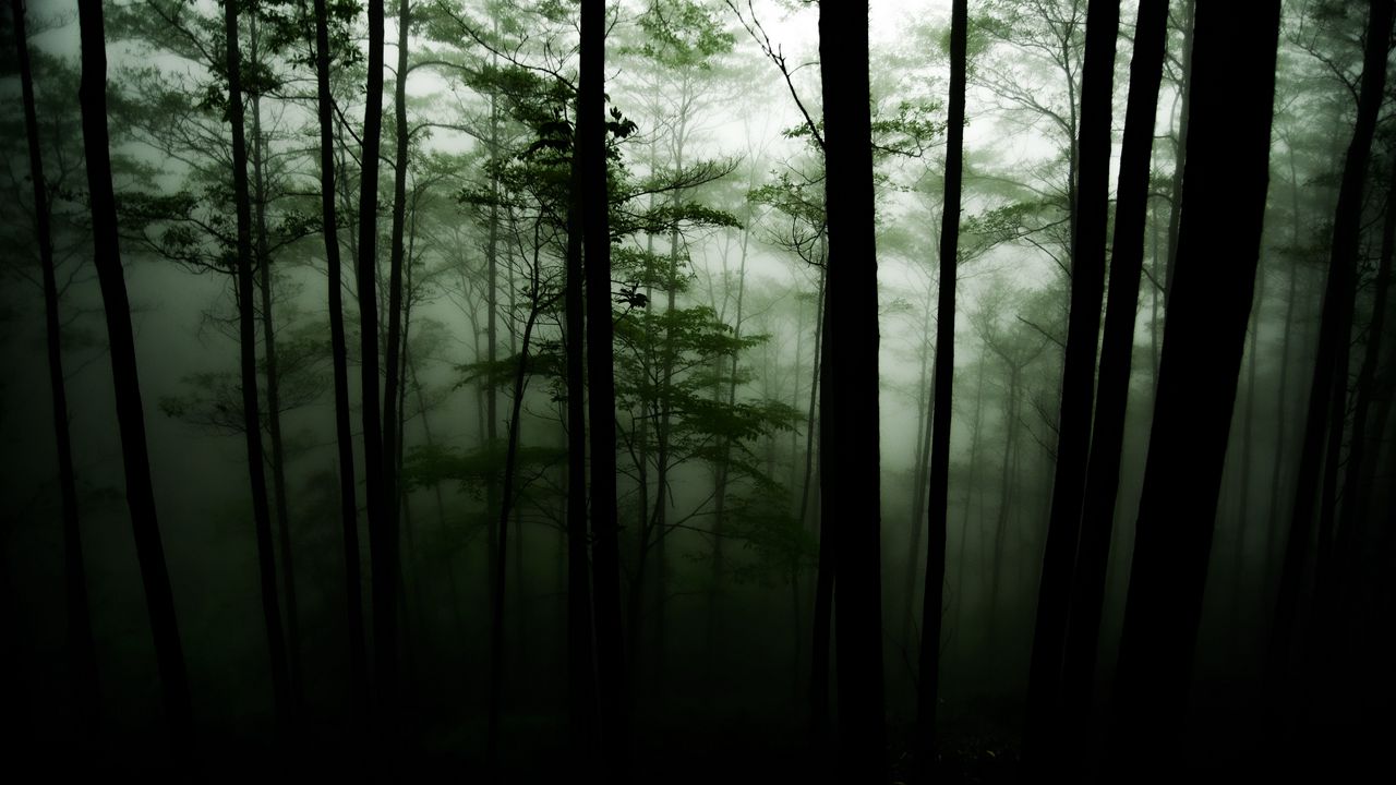 Обои лес, деревья, мрак, туман