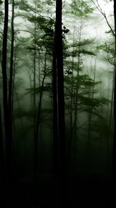 Превью обои лес, деревья, мрак, туман