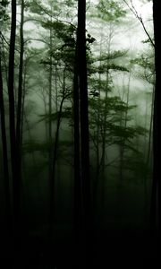 Превью обои лес, деревья, мрак, туман