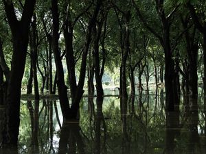 Превью обои лес, деревья, наводнение, весна, болото