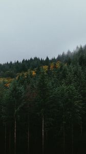 Превью обои лес, деревья, небо, осень, туман