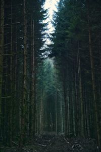 Превью обои лес, деревья, небо, ветки, природа