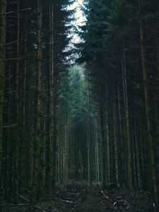 Превью обои лес, деревья, небо, ветки, природа
