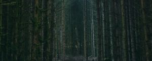 Превью обои лес, деревья, небо, ветки, природа