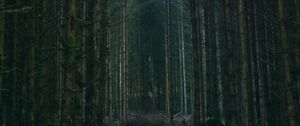 Превью обои лес, деревья, небо, ветки, природа
