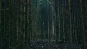 Превью обои лес, деревья, небо, ветки, природа