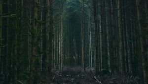 Превью обои лес, деревья, небо, ветки, природа