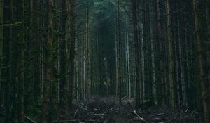 Превью обои лес, деревья, небо, ветки, природа