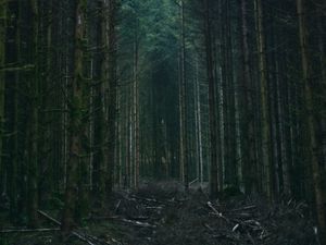 Превью обои лес, деревья, небо, ветки, природа