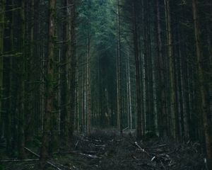 Превью обои лес, деревья, небо, ветки, природа