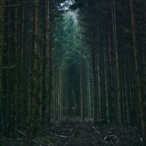 Превью обои лес, деревья, небо, ветки, природа